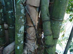 Large Bamboo Trees